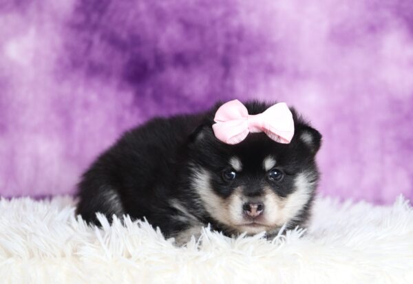 1236aaa-Dora-pomsky-puppy-The-Puppy-Lodge-scaled.jpg