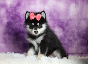 1236bbb-Dora-pomsky-puppy-The-Puppy-Lodge-1-scaled.jpg