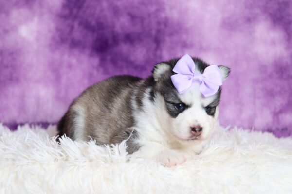 1238a-Dena-pomsky-puppy-The-Puppy-Lodge-scaled.jpg