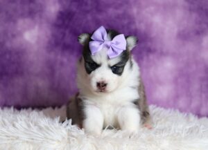 1238aa-Dena-pomsky-puppy-The-Puppy-Lodge-scaled.jpg