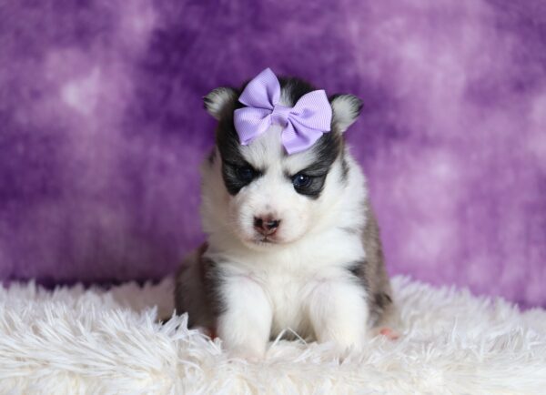 1238aa-Dena-pomsky-puppy-The-Puppy-Lodge-scaled.jpg