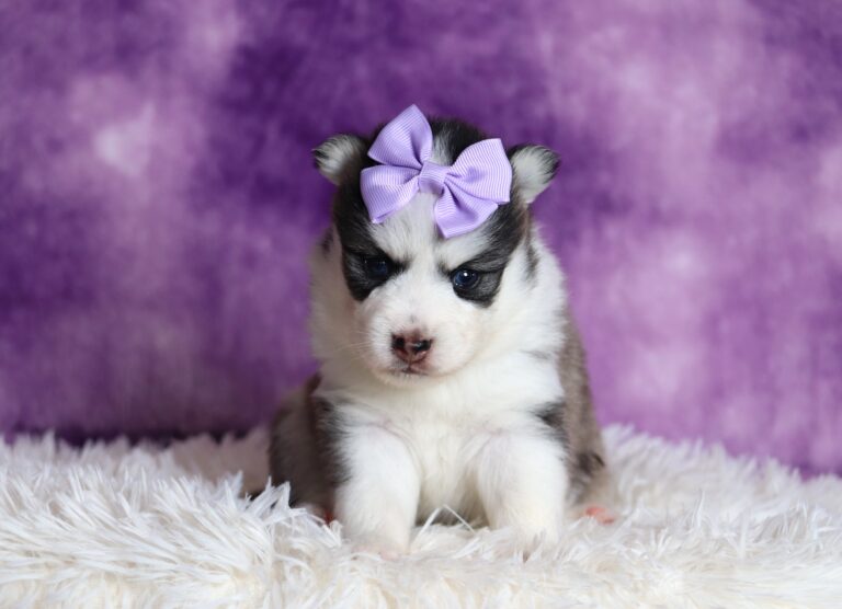 1238aa-Dena-pomsky-puppy-The-Puppy-Lodge-scaled.jpg