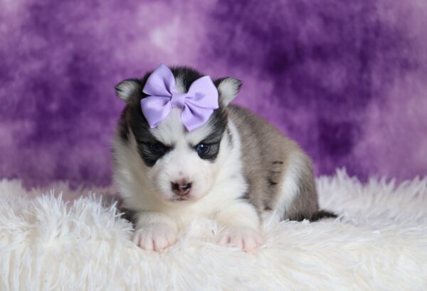 1238aaa Dena pomsky puppy-The Puppy Lodge.JPG