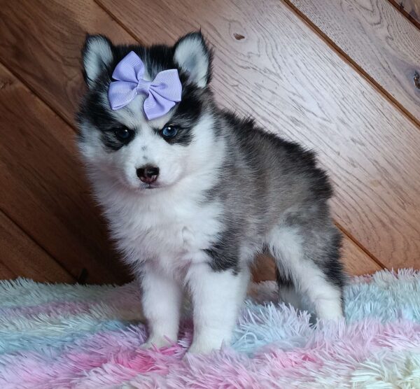 1238d-Dena-pomsky-puppy-The-Puppy-Lodge.jpg