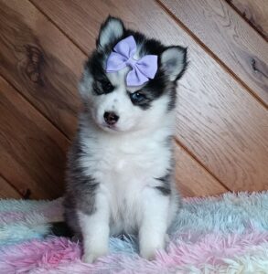 1238ddd-Dena-pomsky-puppy-The-Puppy-Lodge.jpg