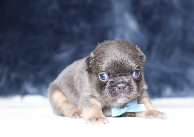 1241a-Austin-Fluffy-Frenchie-The-Puppy-Lodge-scaled.jpg