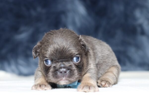 1241aa-Austin-Fluffy-Frenchie-The-Puppy-Lodge-scaled.jpg