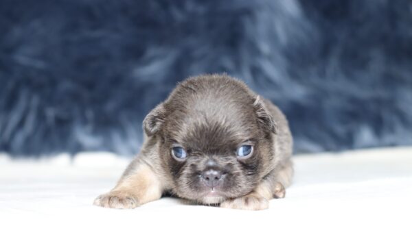 1241aaa-Austin-Fluffy-Frenchie-The-Puppy-Lodge-scaled.jpg