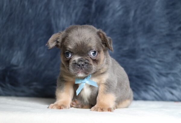 1241b Austin-Fluffy Frenchie -The Puppy Lodge.JPG