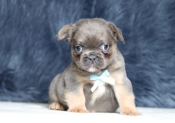 1241bb-Austin-Fluffy-Frenchie-The-Puppy-Lodge-scaled.jpg