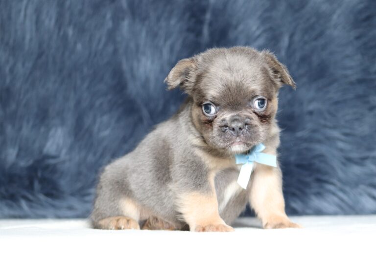 1241bbb-Austin-Fluffy-Frenchie-The-Puppy-Lodge-scaled.jpg