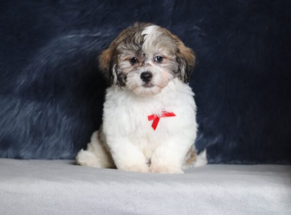 1244a-Snickers-Teddy-Bear-Puppy-The-Puppy-Lodge-1-scaled.jpg