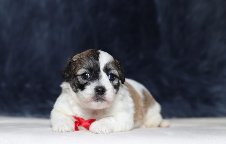 1244a-Snickers-Teddy-Bear-Puppy-The-Puppy-Lodge-scaled.jpg