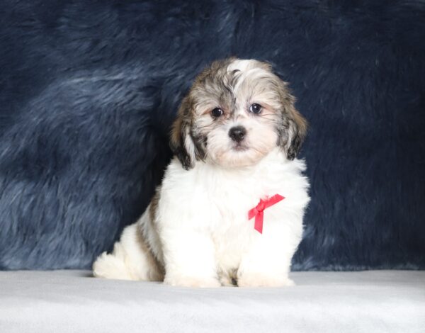 1244aa-Snickers-Teddy-Bear-Puppy-The-Puppy-Lodge-1-scaled.jpg