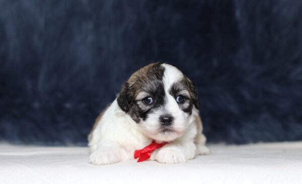 1244aa-Snickers-Teddy-Bear-Puppy-The-Puppy-Lodge-scaled.jpg