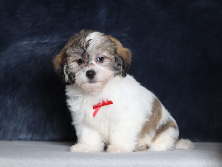 1244aaa-Snickers-Teddy-Bear-Puppy-The-Puppy-Lodge-1-scaled.jpg