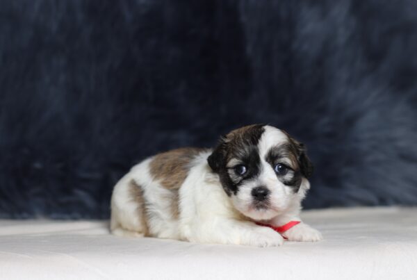 1244aaa Snickers Teddy Bear Puppy-The Puppy Lodge.JPG