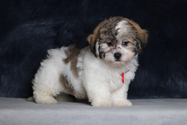 1244aaaa Snickers Teddy Bear Puppy The Puppy Lodge.JPG