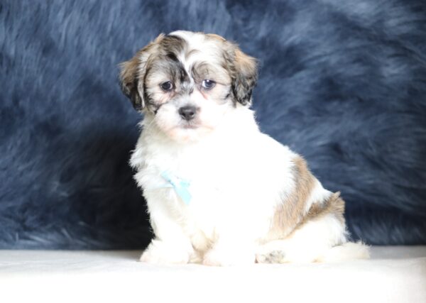 1244b Snickers Teddy Bear Puppy-The Puppy Lodge.JPG