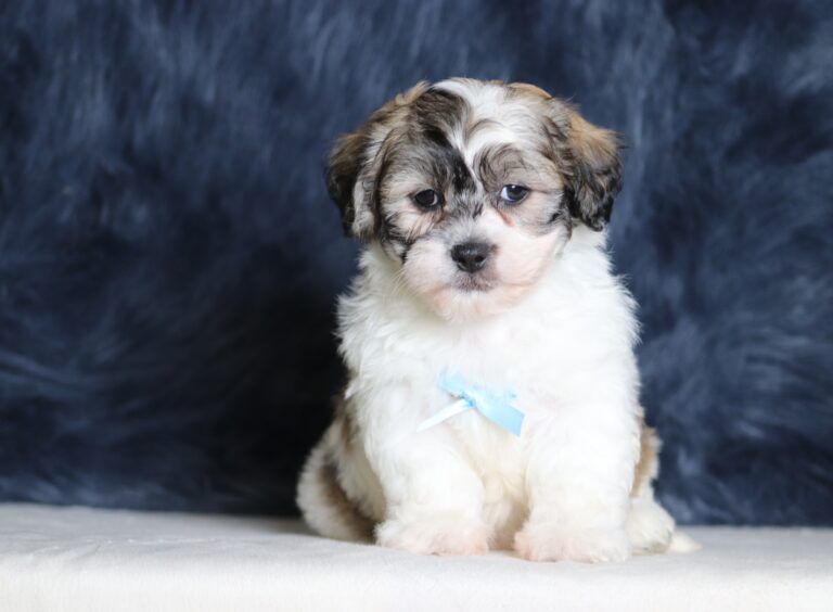 1244bb-Snickers-Teddy-Bear-Puppy-The-Puppy-Lodge-scaled.jpg
