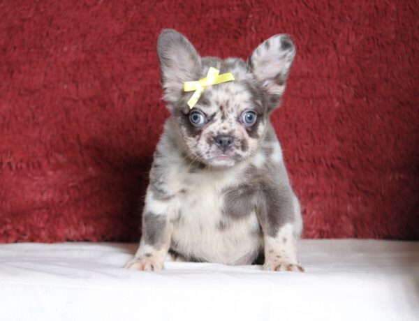 1247a-Alaya-Fluffy-Frenchie-puppy-The-Puppy-Lodge-scaled.jpg