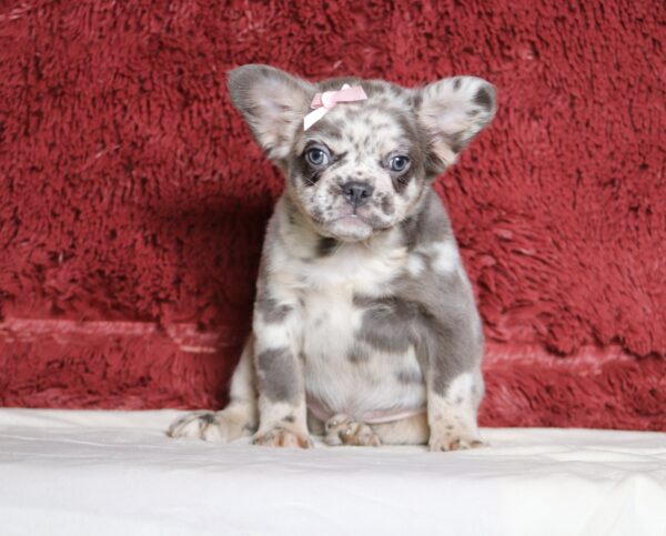 1247aa-Alaya-Fluffy-French-Bulldog-The-Puppy-Lodge-scaled.jpg