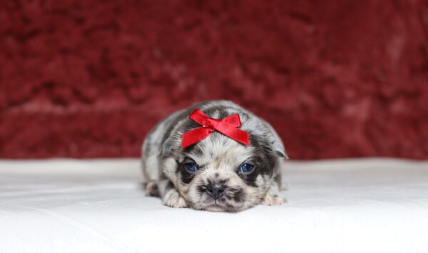1247aa-Alaya-Fluffy-Frenchie-The-Puppy-Lodge-scaled.jpg