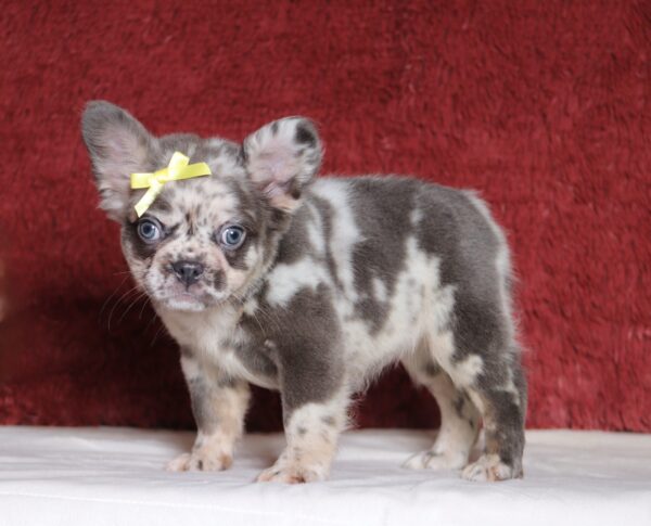 1247aa-Alaya-Fluffy-Frenchie-puppy-The-Puppy-Lodge-scaled.jpg