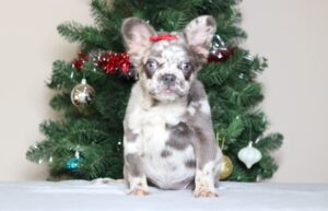 1247a Alaya Fluffy French Bulldog-The Puppy Lodge.JPG