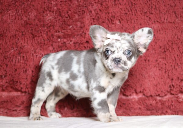 1247aaa Alaya Fluffy French Bulldog-The Puppy Lodge.JPG