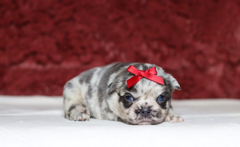 1247aaa Alaya-Fluffy Frenchie -The Puppy Lodge.JPG