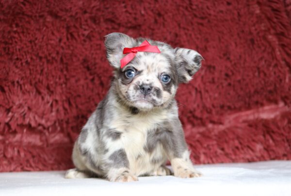 1247b-Alaya-Fluffy-Frenchie-The-Puppy-Lodge-scaled.jpg