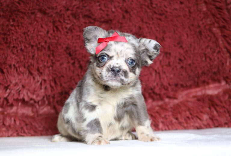 1247b-Alaya-Fluffy-Frenchie-The-Puppy-Lodge-scaled.jpg