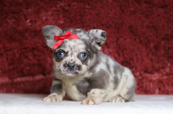 1247bb-Alaya-Fluffy-Frenchie-The-Puppy-Lodge-scaled.jpg