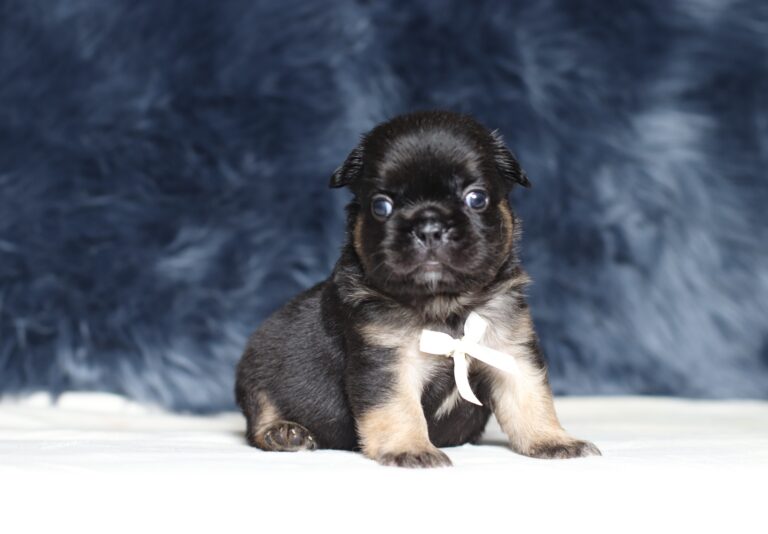 1248a-Abano-Fluffy-Frenchie-The-Puppy-Lodge-scaled.jpg