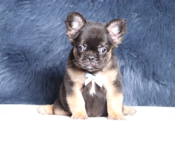 1248a-Abano-Fluffy-Frenchie-puppy-The-Puppy-Lodge-scaled.jpg