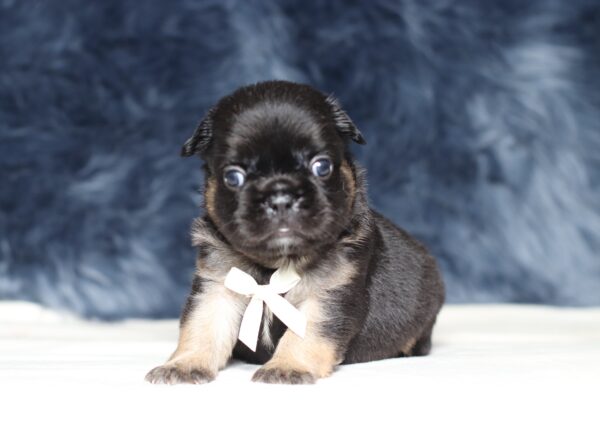 1248aa-Abano-Fluffy-Frenchie-The-Puppy-Lodge-scaled.jpg