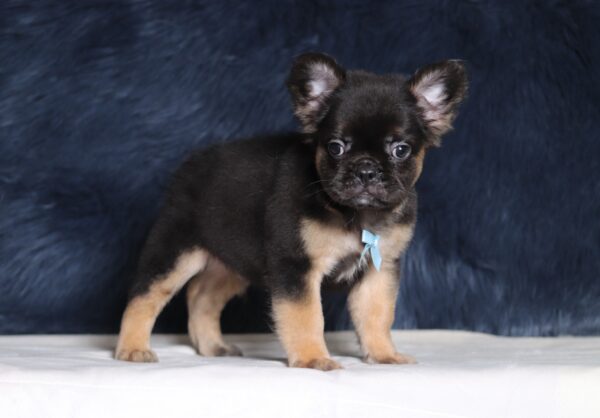 1248aa-Abano-Fluffy-Frenchie-puppy-The-Puppy-Lodge-scaled.jpg