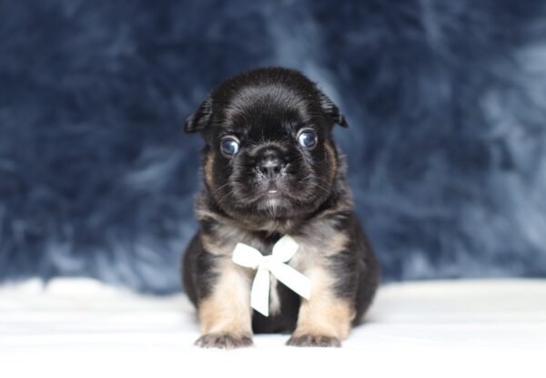 1248aaa-Abano-Fluffy-Frenchie-The-Puppy-Lodge-scaled.jpg