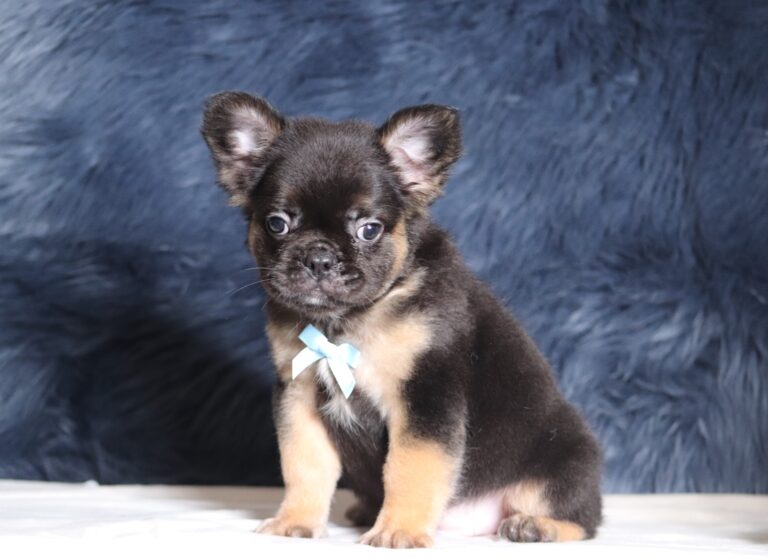 1248aaa-Abano-Fluffy-Frenchie-puppy-The-Puppy-Lodge-scaled.jpg