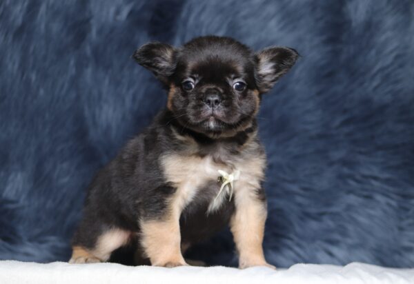 1248b Abano-Fluffy Frenchie -The Puppy Lodge.JPG
