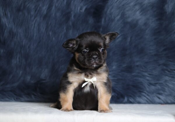 1248bb-Abano-Fluffy-Frenchie-The-Puppy-Lodge-scaled.jpg