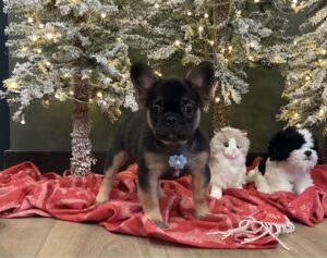 1248b-Abano-Fluffy-French-Bulldog-The Puppy Lodge