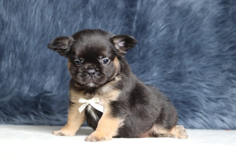1248bbb-Abano-Fluffy-Frenchie-The-Puppy-Lodge-scaled.jpg