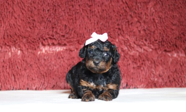 1254a-Carrie-Mini-Poodle-Puppy-The-Puppy-Lodge-scaled.jpg
