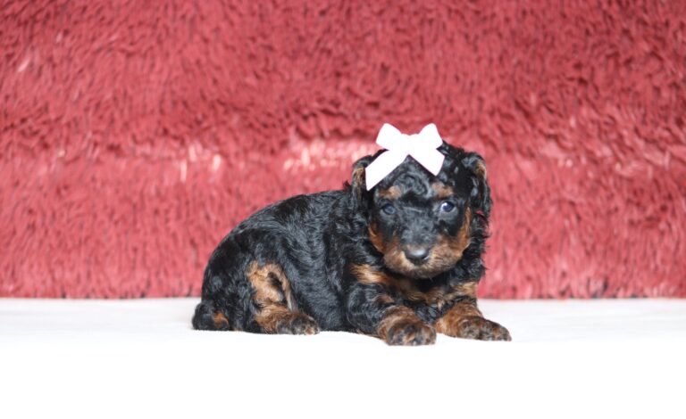 1254aaa-Carrie-Mini-Poodle-Puppy-The-Puppy-Lodge-scaled.jpg