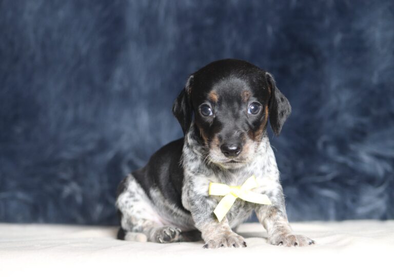 1255a-Blaze-dachshund-puppy-The-Puppy-Lodge-scaled.jpg