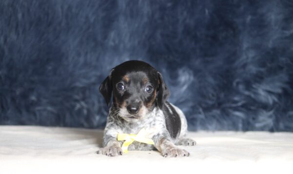1255aa-Blaze-dachshund-puppy-The-Puppy-Lodge-scaled.jpg