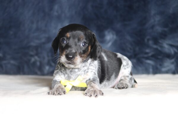 1255aaa Blaze-dachshund puppy -The Puppy Lodge.JPG