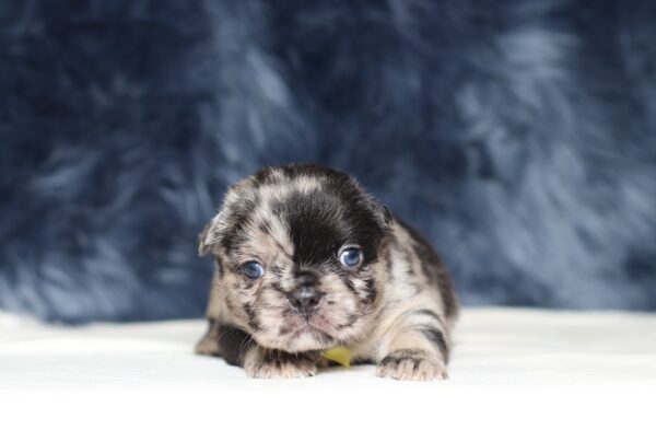 1256a-Ace-Fluffy-Frenchie-The-Puppy-Lodge-scaled.jpg
